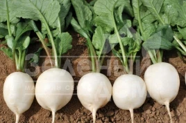 Семена редиса Вайтелла F1 / Vajtella F1 купить оптом и в розницу в Украине по выгодной цене