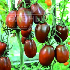 Насіння томатів Де барао чорний / De barao cherniy купити оптом і в роздріб в Україні за вигідною ціною