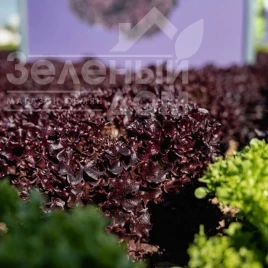 Семена салата Акане / Akane купить оптом и в розницу в Украине по выгодной цене