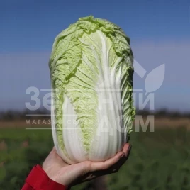 Семена капусты пекинской Тенсай F1( КС 374) / Tensay F1( KS 374), 55-60 дней купить оптом и в розницу в Украине по выгодной цене
