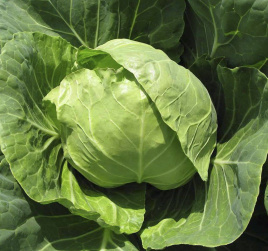 Насіння капусти білокачанної Голден Бол F1 / Golden Ball F1,48-53 днів купити оптом і в роздріб в Україні за вигідною ціною