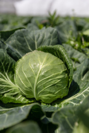 Насіння капусти білокачанної Феліссіма F1 / Felissima F1, 55-60 днів купити оптом і в роздріб в Україні за вигідною ціною