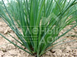 Лук на перо Богемия / Bogemia купить оптом и в розницу в Украине по выгодной цене