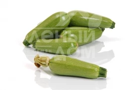 Семена кабачков Киви F1 / Kiwi F1 купить оптом и в розницу в Украине по выгодной цене