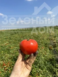 Семена томатов Томатина F1 / Tomatina F1, 62-67 дней купить оптом и в розницу в Украине по выгодной цене
