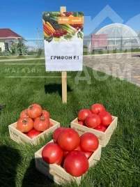 Насіння томату Грифон F1 / Gryphon F1, 50-55 днів купити оптом і в роздріб в Україні за вигідною ціною