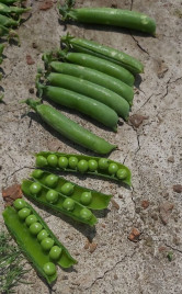 Насіння гороху Дизайн / Design купити оптом і в роздріб в Україні за вигідною ціною