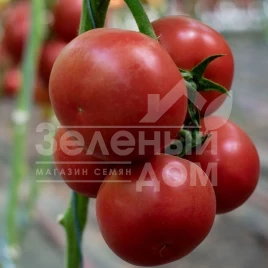 Семена томатов Ладженда F1 / Ladzhenda F1,105-115 дней купить оптом и в розницу в Украине по выгодной цене