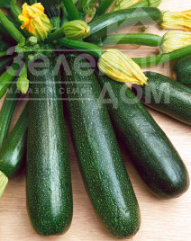 Насіння кабачків Стартгрін F1 / Startgreen F1,40-45 днів купити оптом і в роздріб в Україні за вигідною ціною