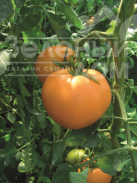 Насіння томатів Руслан / Ruslan, 105-110 днів купити оптом і в роздріб в Україні за вигідною ціною