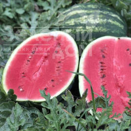 Насіння кавуна Демре F1 / Demre F1,70-75 днів купити оптом і в роздріб в Україні за вигідною ціною