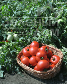 Насіння томатів Полбіг F1 / Polbig F1,62-65 днів купити оптом і в роздріб в Україні за вигідною ціною