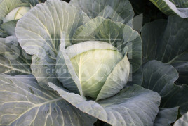 Насіння капусти білокачанної ОТМ Кінг F1 / OTM King F1, 75-80 днів купити оптом і в роздріб в Україні за вигідною ціною