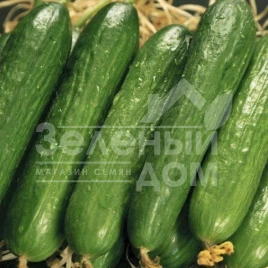 Семена огурцов Салим F1 / Salim F1,45 дней купить оптом и в розницу в Украине по выгодной цене