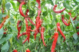 Насіння гіркого перцю Янка F1 / Yanka F1,70-75 днів купити оптом і в роздріб в Україні за вигідною ціною