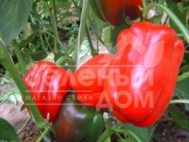 Семена сладкого перца Гигант F1 / Gigant F1,65-70 дней  купить оптом и в розницу в Украине по выгодной цене