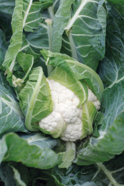 Насіння капусти цвітної Гохан F1 / Hokhan F1,80-85 днів  купити оптом і в роздріб в Україні за вигідною ціною