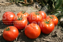 Насіння томатів Імран F1 / Imran F1,95-100 днів купити оптом і в роздріб в Україні за вигідною ціною