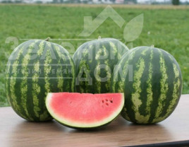 Насіння кавуна Крімстар F1 / Krimstar F1,52-55 днів купити оптом і в роздріб в Україні за вигідною ціною