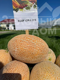 Насіння дині Кар'єра F1 / Career F1 купити оптом і в роздріб в Україні за вигідною ціною