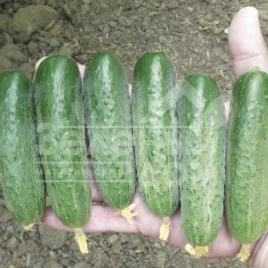 Семена огурцов Стингер F1 / Stinger F1,47-50 дней купить оптом и в розницу в Украине по выгодной цене