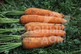 Семена моркови Грета F1 / Hreta F1 купить оптом и в розницу в Украине по выгодной цене