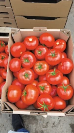 Семена томатов Бостина F1 / Bostina F1,52-55 дней купить оптом и в розницу в Украине по выгодной цене