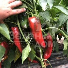 Семена сладкого перца Лира F1 / Lira F1, 55 дней  купить оптом и в розницу в Украине по выгодной цене