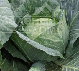 Насіння капусти білокачанної Браво F1 / Bravo F1,90-100 днів купити оптом і в роздріб в Україні за вигідною ціною