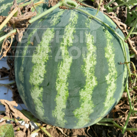 Насіння кавуна Янкі F1 / Yanki F1, 55-58 днів купити оптом і в роздріб в Україні за вигідною ціною