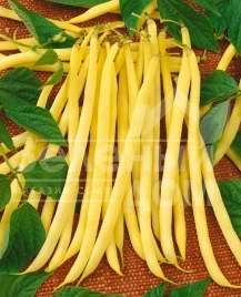 Семена спаржевой фасоли Аидаголд / Aidagold купить оптом и в розницу в Украине по выгодной цене