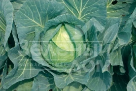 Семена капусты белокочанной Суприм Квин F1 / Suprem Queen F1 купить оптом и в розницу в Украине по выгодной цене