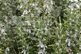 Семена розмарина Розмарин / Rozmarin купить оптом и в розницу в Украине по выгодной цене