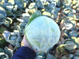 Семена капусты белокочанной Алекса F1 / Alexa F1, 120-125 дней купить оптом и в розницу в Украине по выгодной цене