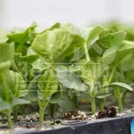 Семена подвоя Сфинкс F1 / Sphinx F1 купить оптом и в розницу в Украине по выгодной цене