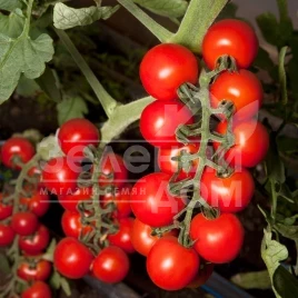 Семена томатов КС 959 F1 / KS 959 F1,105-115 дней купить оптом и в розницу в Украине по выгодной цене