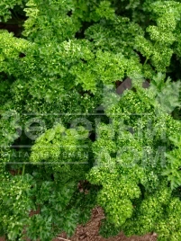 Семена петрушки Орфео / Orfeo купить оптом и в розницу в Украине по выгодной цене