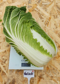 Насіння капусти пекінської Натсукі F1 / Natsuki F1, 55-60 днів купити оптом і в роздріб в Україні за вигідною ціною