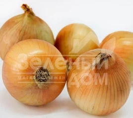 Лук репчатый Шеба F1 / Sheba F1 купить оптом и в розницу в Украине по выгодной цене