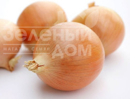 Цибуля ріпчаста Денсіті / Densiti купити оптом і в роздріб в Україні за вигідною ціною