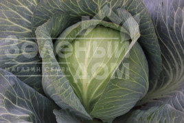 Насіння капусти білокачанної Супермаркет F1 / Supermarket F1,110-120 днів купити оптом і в роздріб в Україні за вигідною ціною