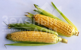 Насіння кукурудзи Ноа F1 (SH2) / Noa F1 (SH2), 72-73 дні купити оптом і в роздріб в Україні за вигідною ціною