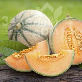 Насіння дині Портенто F1 / Portento F1 купити оптом і в роздріб в Україні за вигідною ціною
