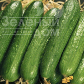 Насіння огірків Салім F1 / Salim F1,45 днів купити оптом і в роздріб в Україні за вигідною ціною