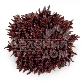 Семена салата Винтекс / Wintex купить оптом и в розницу в Украине по выгодной цене