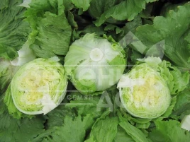 Семена салата Даймонд / Daimond купить оптом и в розницу в Украине по выгодной цене