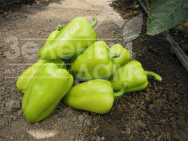 Насіння солодкого перцю Амаретта F1 / Amaretta F1 купити оптом і в роздріб в Україні за вигідною ціною