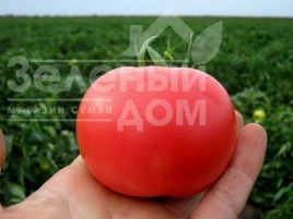 Насіння томату Пінк Буш F1 / Pink Bush F1, 95-100 днів купити оптом і в роздріб в Україні за вигідною ціною