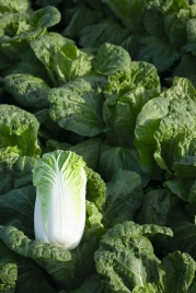 Семена капусты пекинской Билко F1 / Bilko F1,67-72 дня купить оптом и в розницу в Украине по выгодной цене