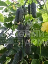 Семена огурцов СВ 4097 CV F1 / SV 4097 CV F1,40-45 дней купить оптом и в розницу в Украине по выгодной цене
